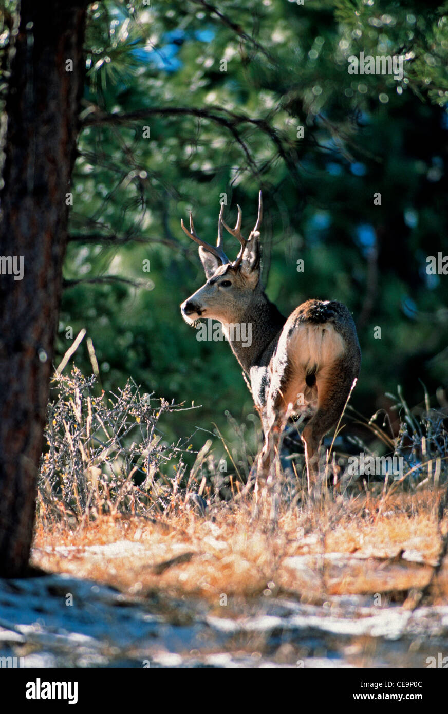 Mule Deer buck (Odocoileus hemionus) in inverno, Bianco Ranch Open Space Park, COLORADO US. Foto Stock