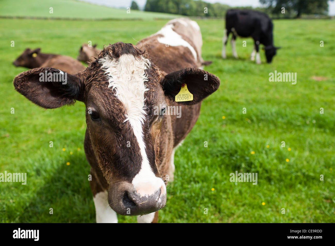 Una vacca frisone con orecchio tag. Questo tipo di mucca è onnipresente nelle Isole Britanniche e agricoltura in Europa settentrionale. Foto Stock