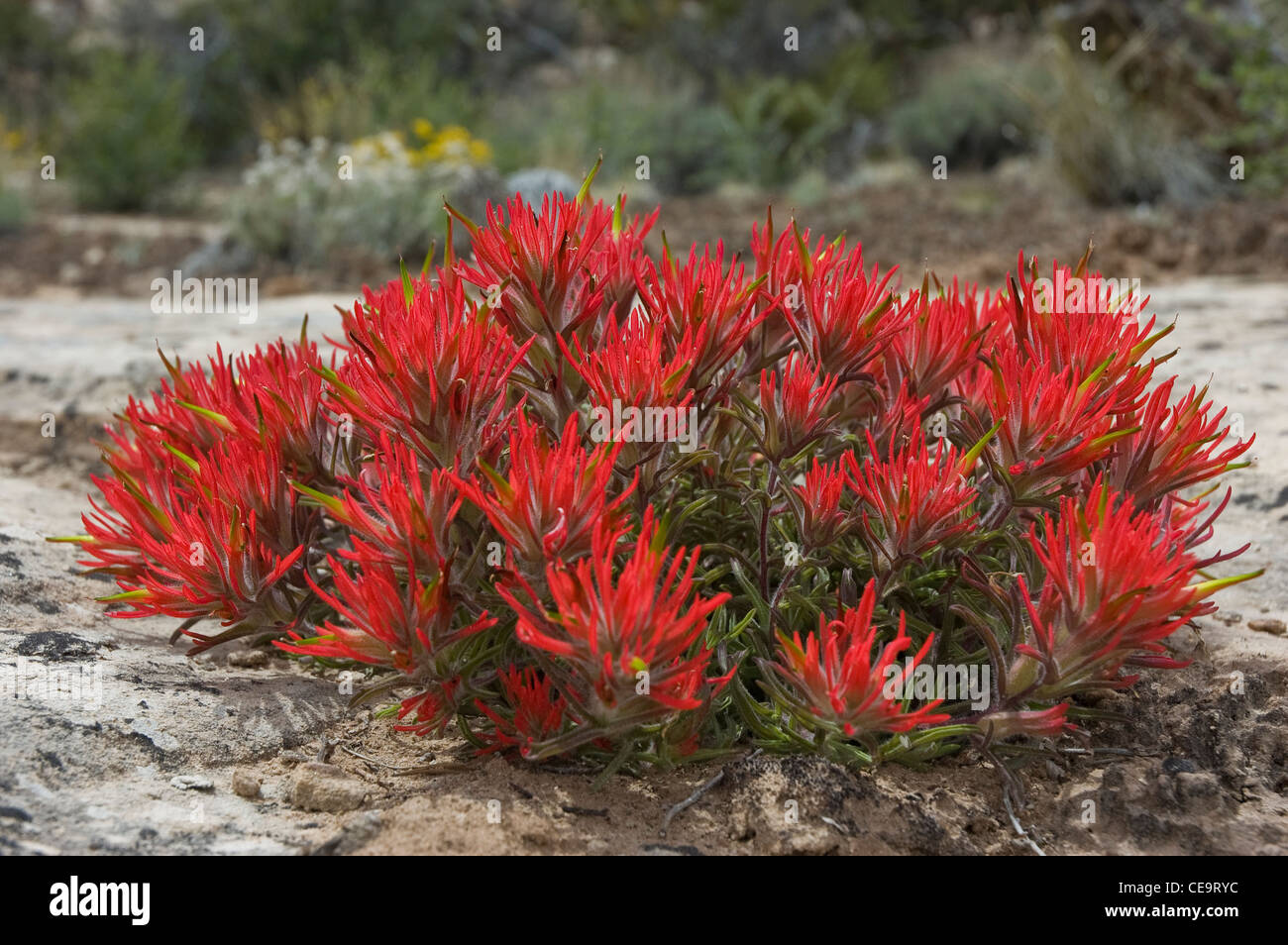 Eastwood o Sion Slickrock Indian Paintbrush (Castilleja scabrida), Dominguez Canyon Wilderness Area studio Colorado Foto Stock