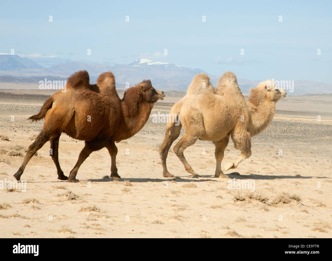 Bactrian camel nelle steppe della Mongolia. Vero per il trasporto di un nomade Foto Stock