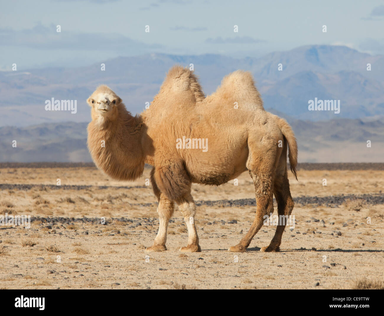 Bactrian camel nelle steppe della Mongolia. Vero per il trasporto di un nomade Foto Stock