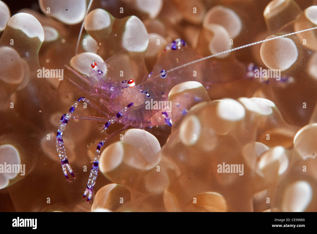 Un grazioso Anemoni Gamberetto da Lembeh strait, Nord Sulawesi, Indonesia. (Ancylomenes venustus) Foto Stock