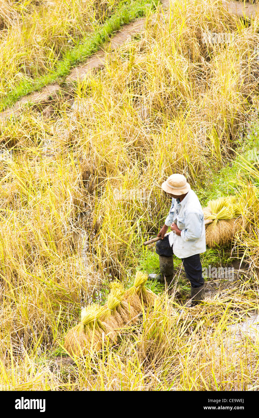 Agricoltore lavora nel campo di riso, Filippine. Foto Stock