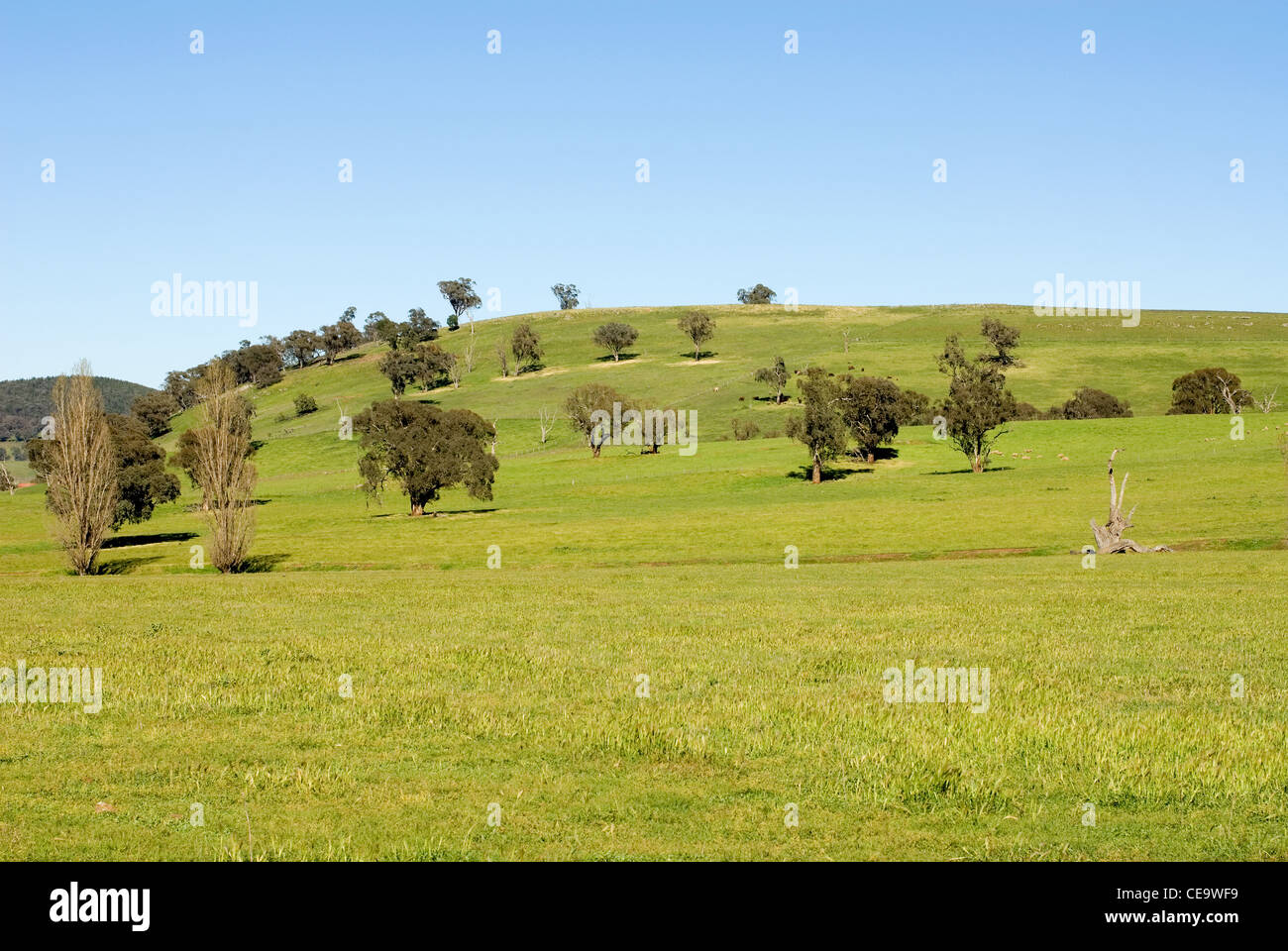 Terreni agricoli vicino Taralga nel Nuovo Galles del Sud, Australia Foto Stock