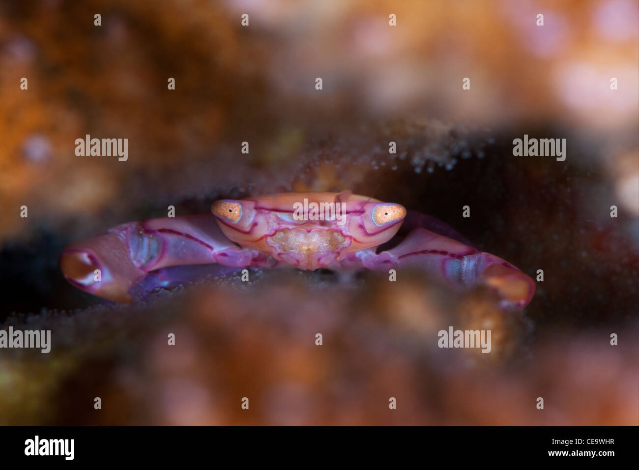 Un corallo rosa granchio nascosto tra i coralli duri struttura in Indonesia, Bunaken Marine Park, Nord Sulawesi Foto Stock