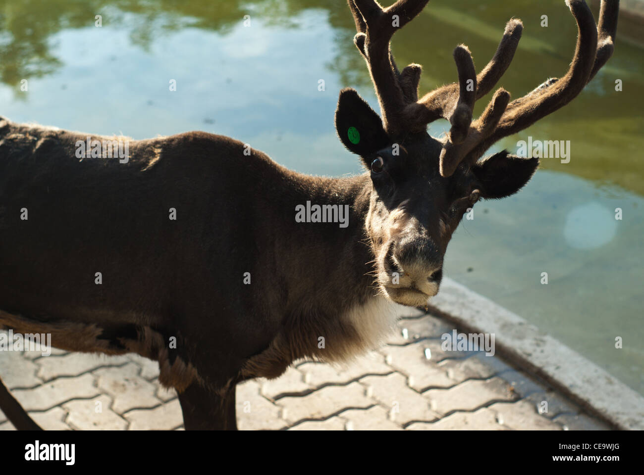 Winnipeg Manitoba Canada Foto Stock