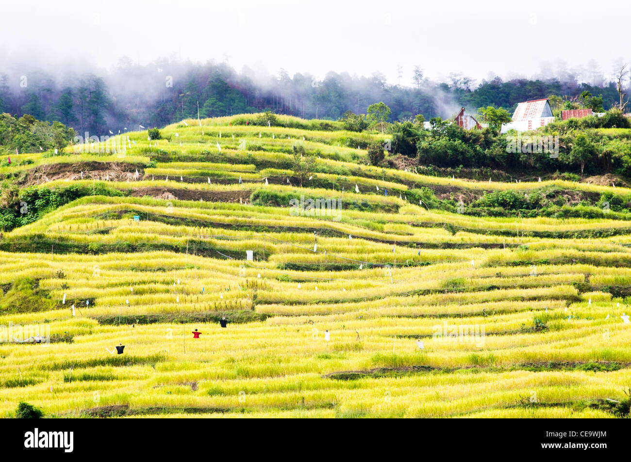 Maligcong terrazze di riso nelle Filippine. Foto Stock