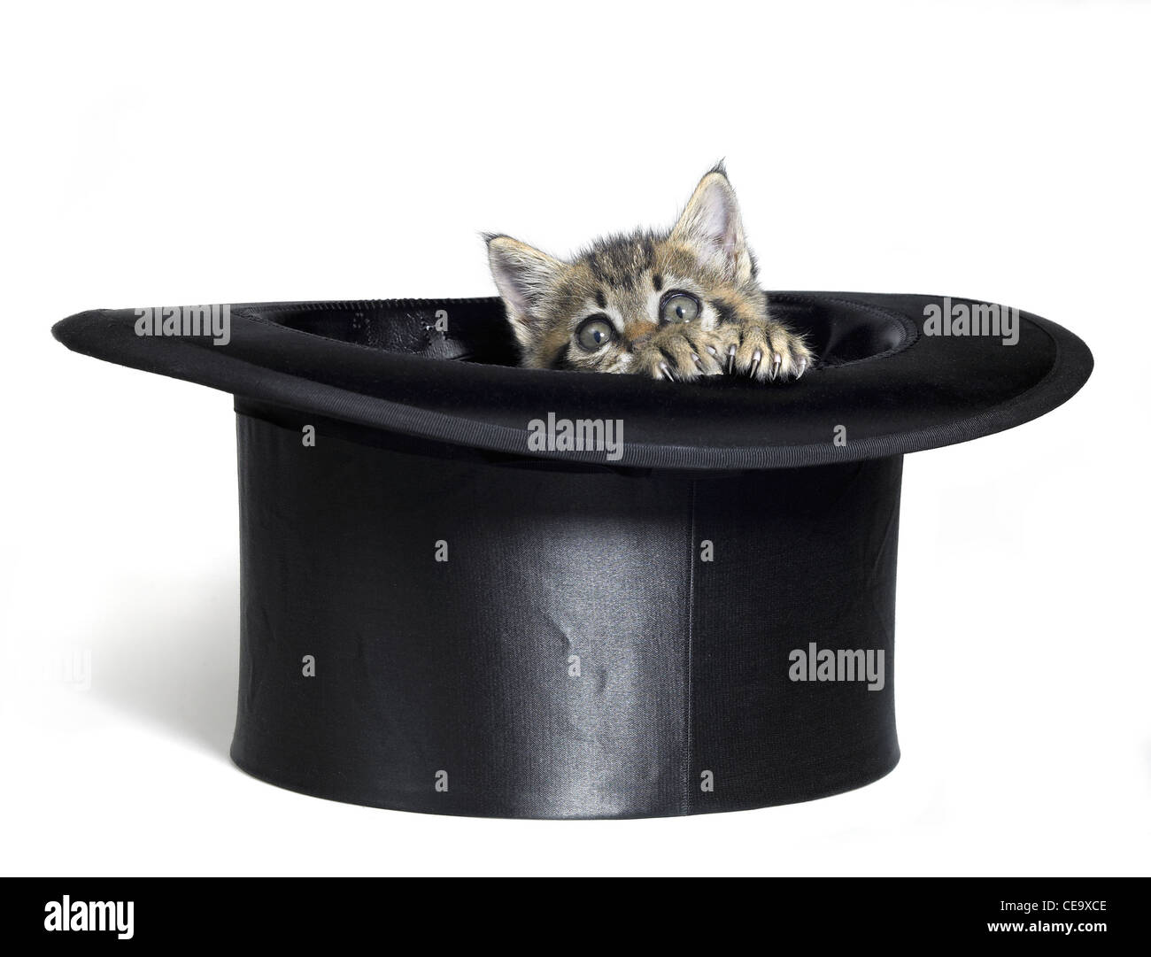 Studio fotografico di un carino gattino mentre si guarda al di fuori di un top hat, isolato su bianco Foto Stock