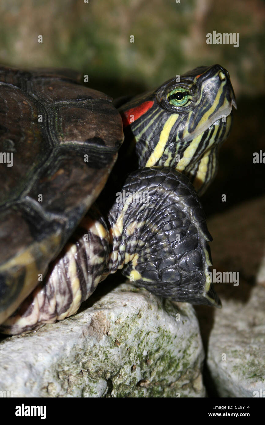 Ritratto di rosso-eared Slider Trachemys scripta elegans Foto Stock