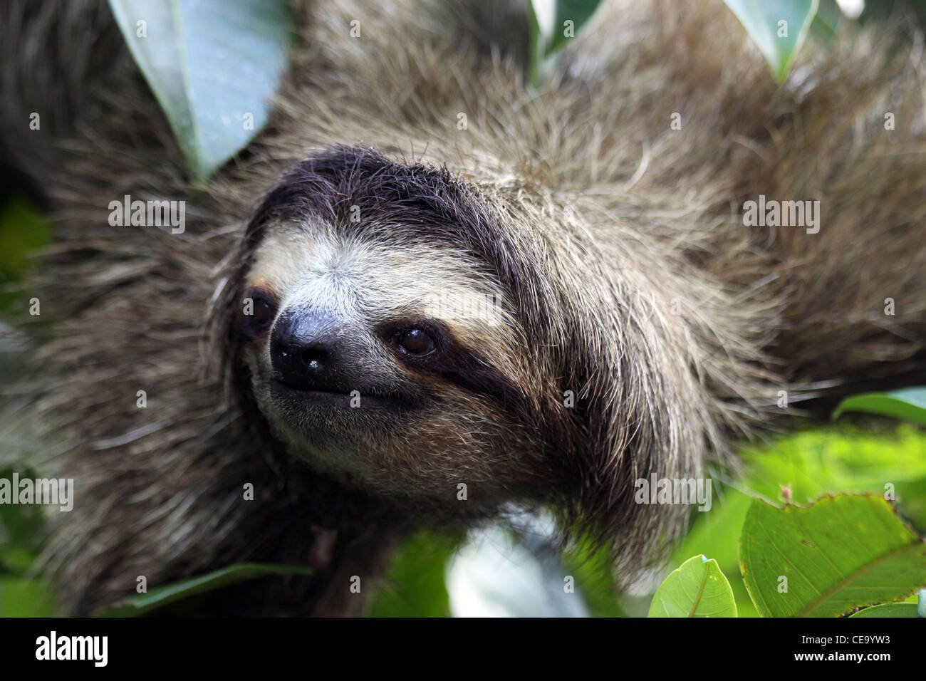 Marrone-throated Sloth Bradypus variegatus Foto Stock