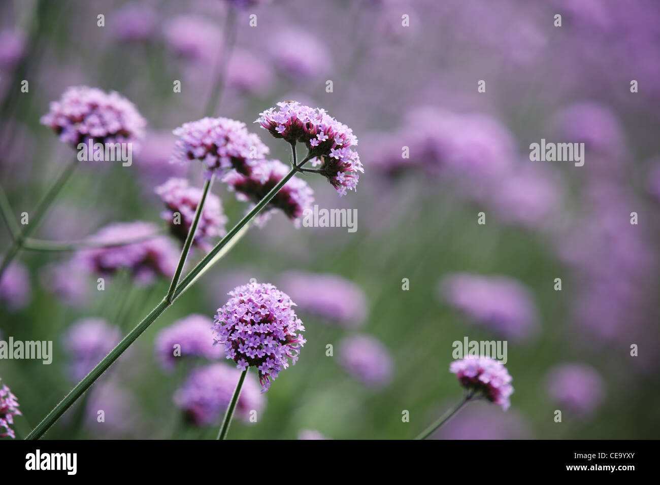 Fiori viola sul bellissimo sfondo bokeh di fondo. Foto Stock