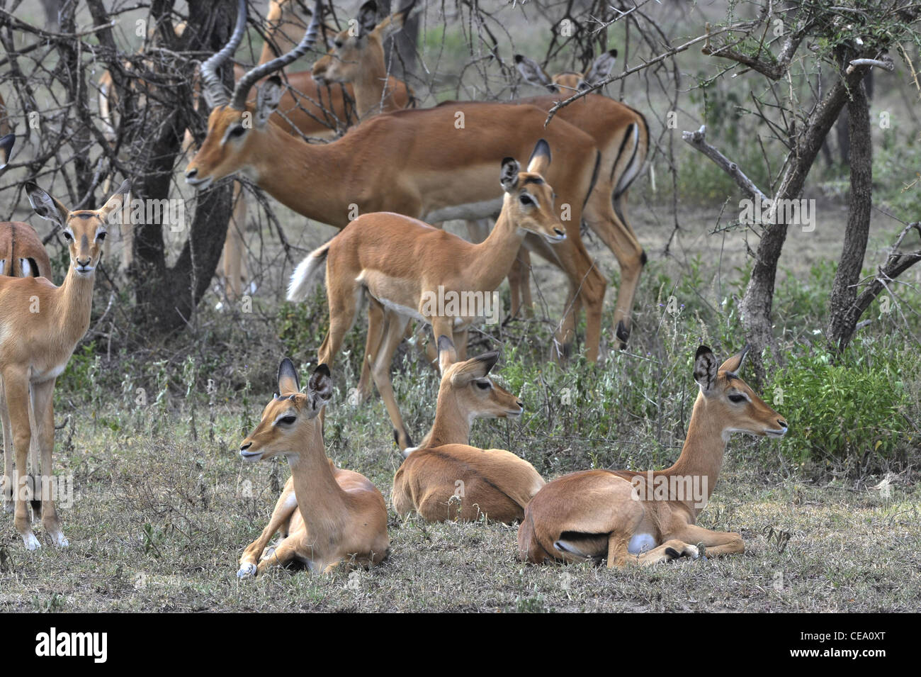 Il gruppo di antilopi la impala costi sull'erba che ha attivato il giallo da sole caldo. Foto Stock