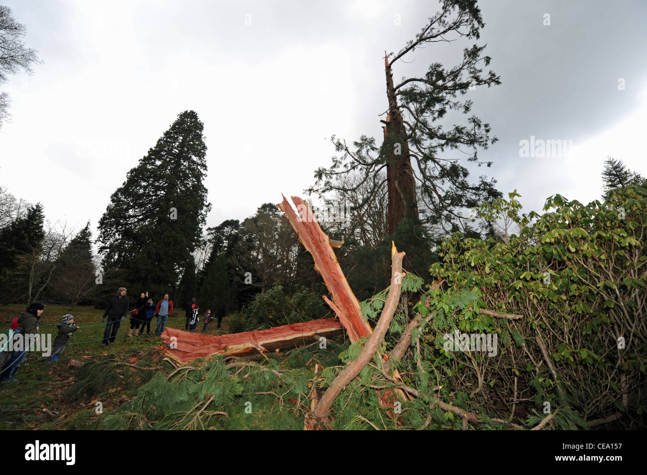 Un 125 anno vecchio albero di sequoia che è stata colpita e distrutta da un fulmine è diventata un'attrazione turistica presso il Parco Giardino di Sheffield Foto Stock