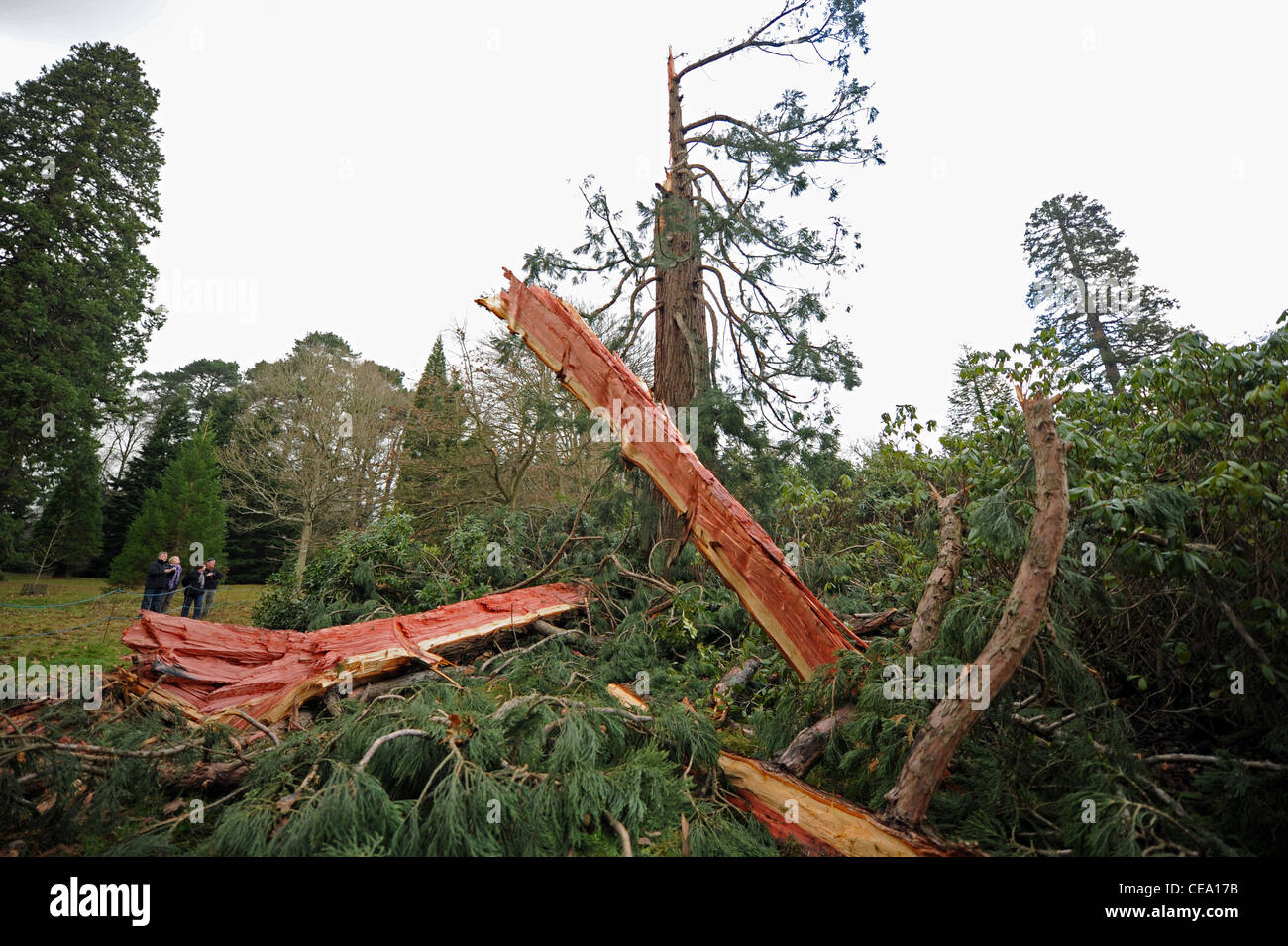 Un 125 anno vecchio albero di sequoia che è stata colpita e distrutta da un fulmine è diventata un'attrazione turistica presso il Parco Giardino di Sheffield Foto Stock