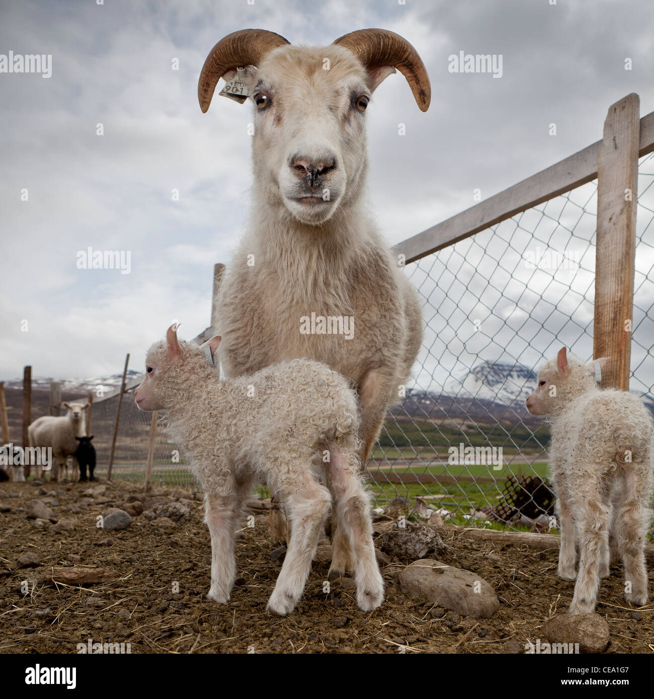 Pecore e agnelli, Eyjafjordur, Islanda Foto Stock