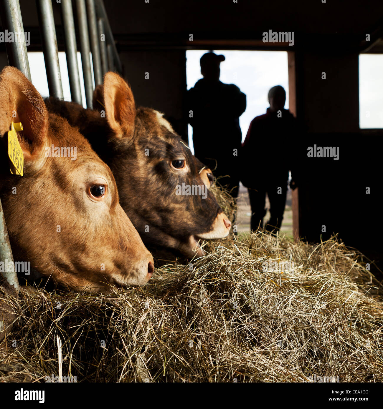 I vitelli di mangiare il fieno interno, gli agricoltori in silhouette, Eyjafjordur, Islanda Foto Stock
