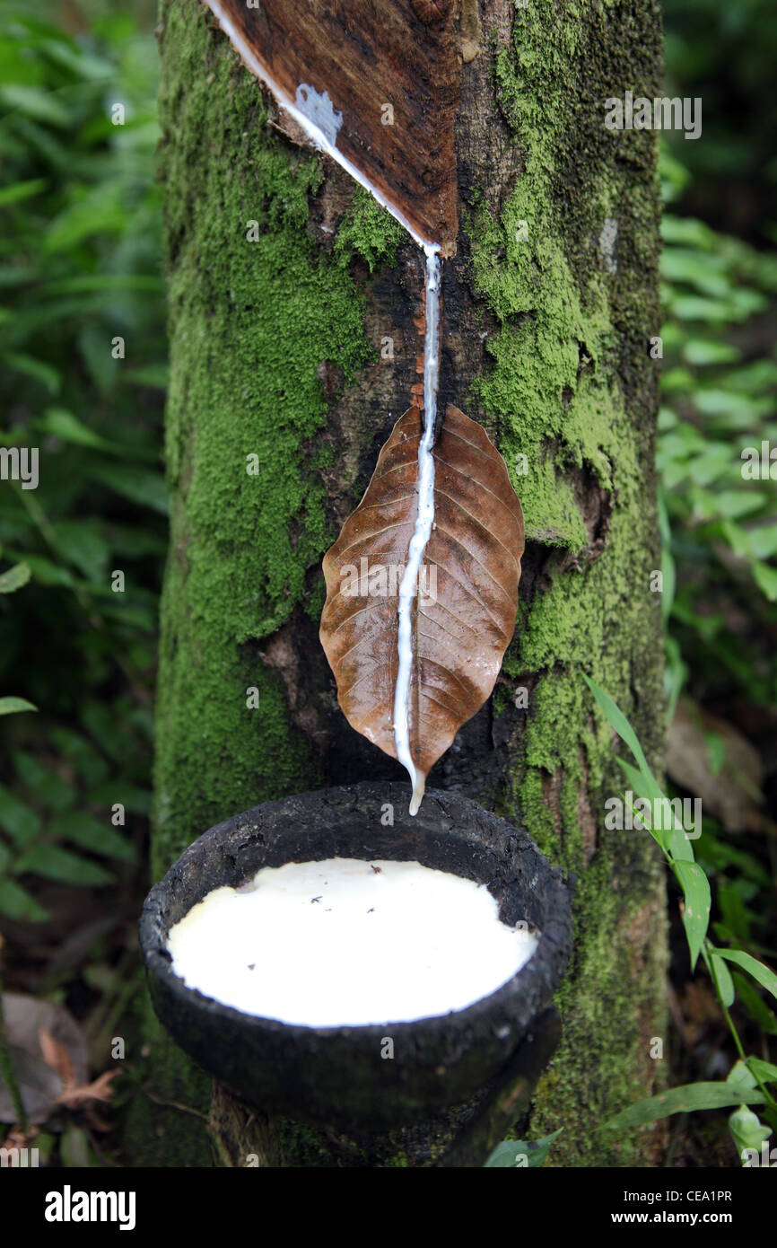 Gocciolamento di gomma in un guscio di noce di cocco nella parte inferiore di un albero di gomma. Tangkahan, nel nord di Sumatra, Indonesia, Asia sud-orientale, Asia Foto Stock