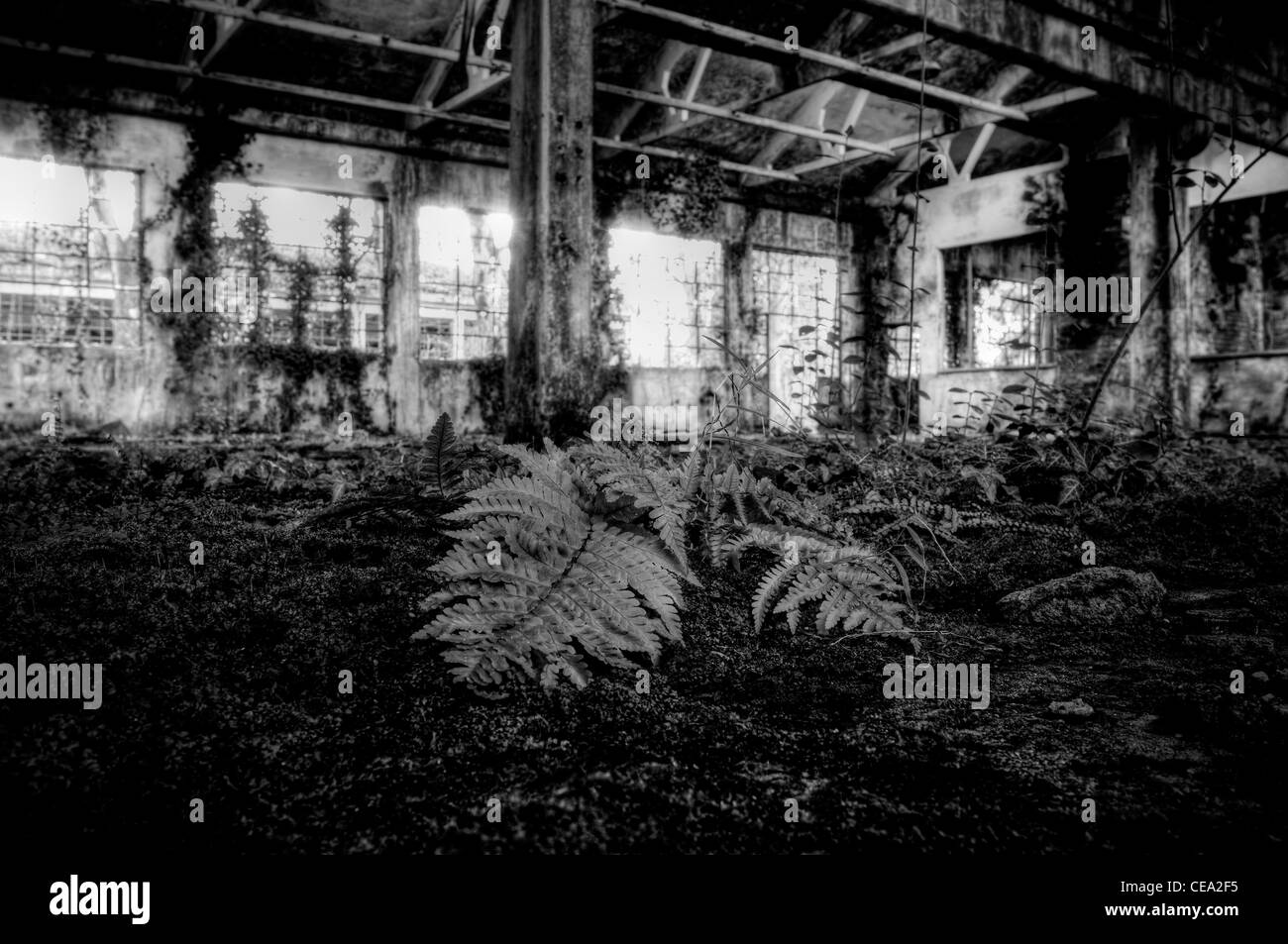 Fabbrica abbandonata. Piante selvatiche Foto Stock