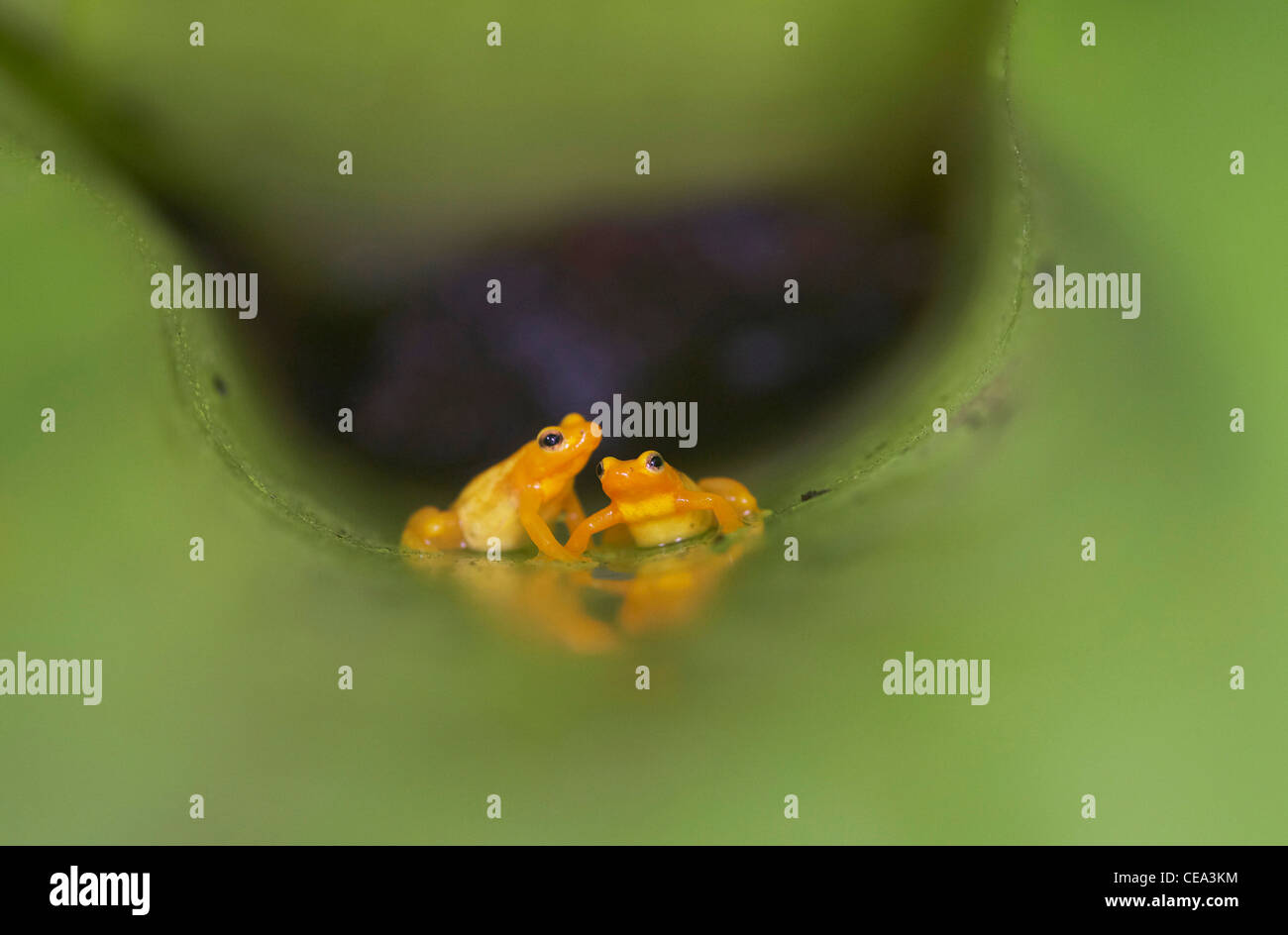 Golden poison dart frog (Phyllobates terribilis) Vivere nel gigante bromeliacee in cima Kaieteur Falls, Guyana, Sud America. Foto Stock