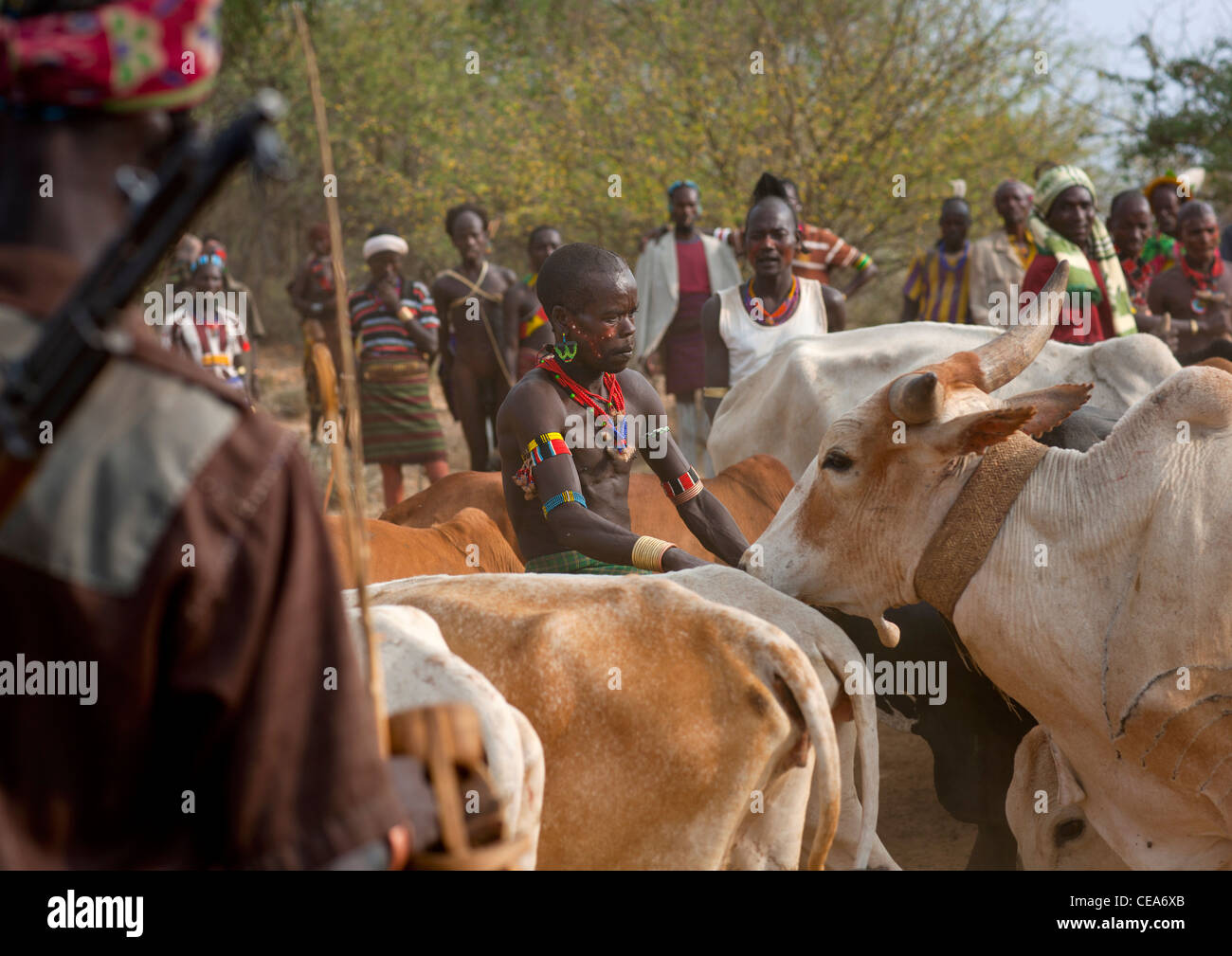 Hamer uomo mantenendo ancora bovini durante il Bull Jumping cerimonia Valle dell'Omo Etiopia Foto Stock