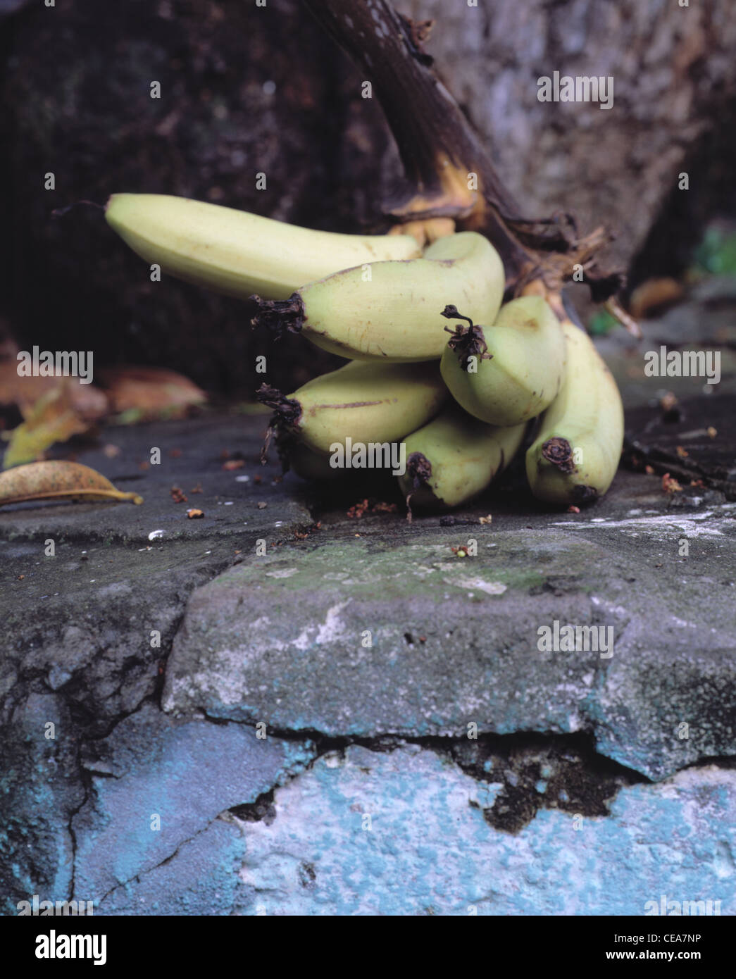 Banana: tagliare le banane Foto Stock