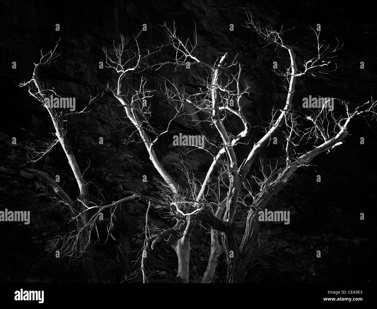 Pioppi neri americani morti tree. Parco Nazionale di Zion, Utah. Foto Stock