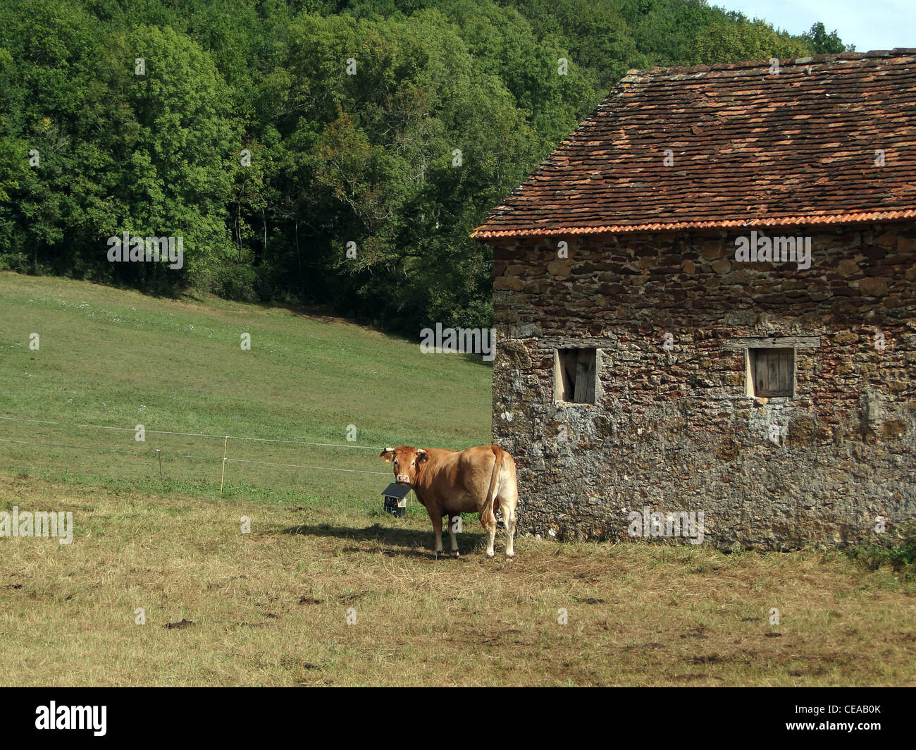 Il vecchio fienile in pietra con il bestiame vicino Loubressac, Francia Foto Stock