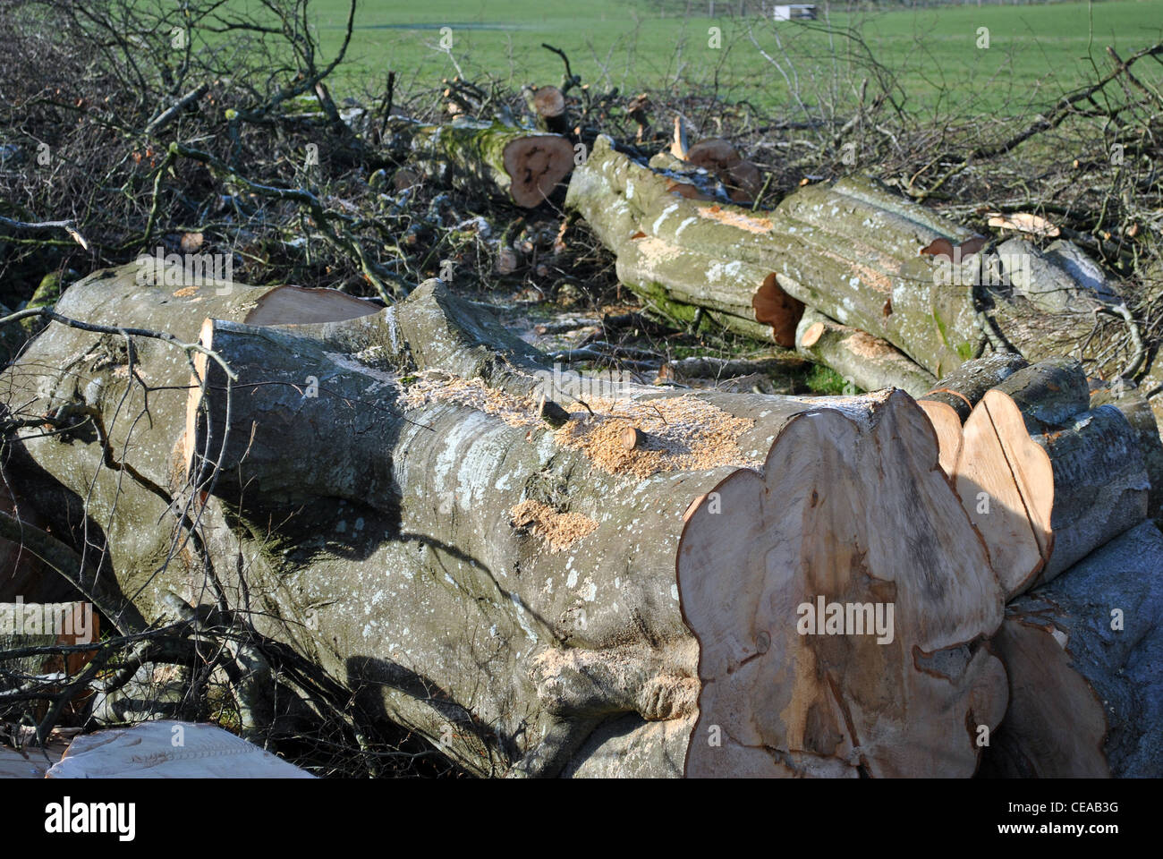 Tritate grandi alberi di legno duro Foto Stock