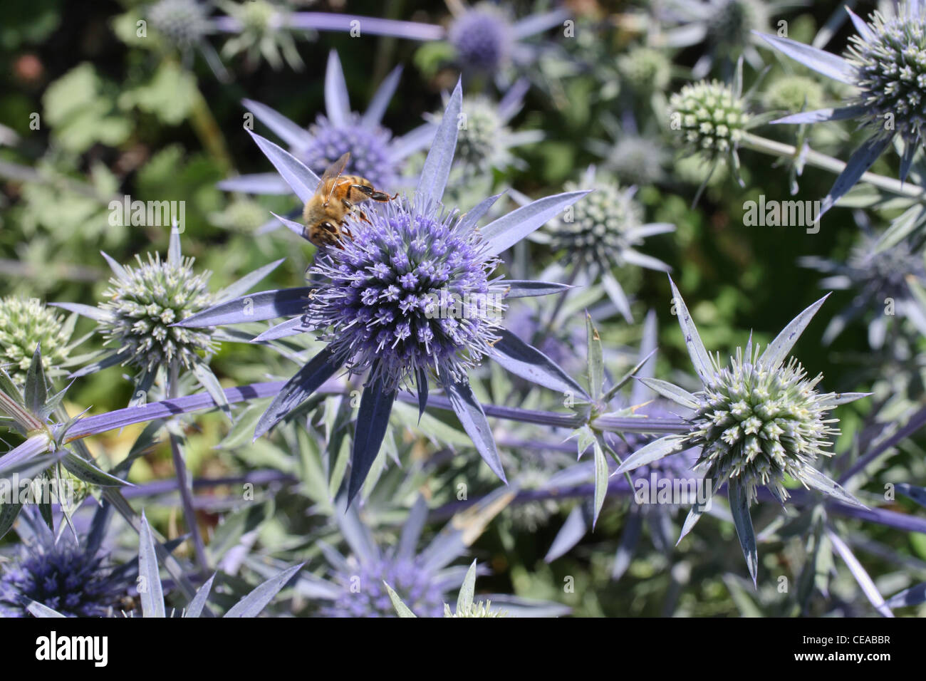 Viola pungenti e fiori verdi con bee raccogliendo il polline Foto Stock