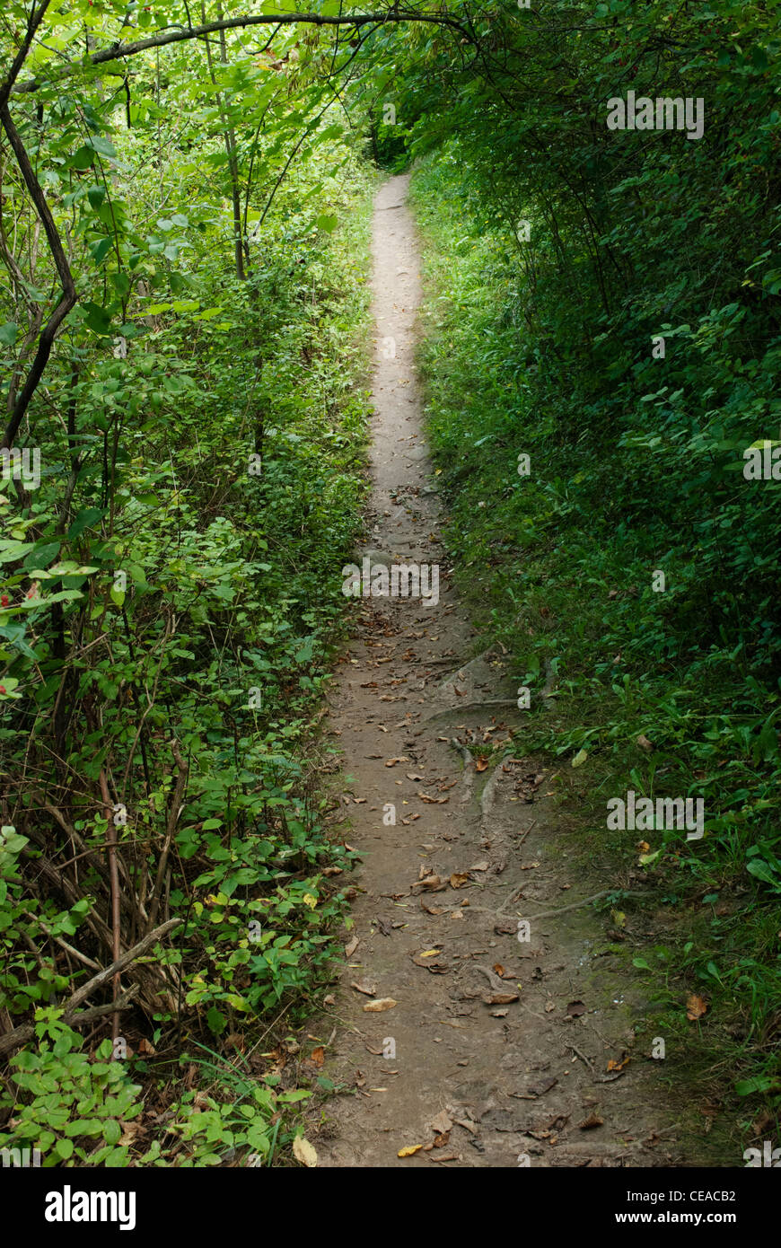 Percorso a piedi attraverso la foresta suburbana boschi. Foto Stock