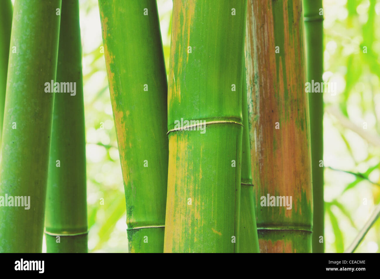 Abstract di bambù Zen, background artistico Foto Stock