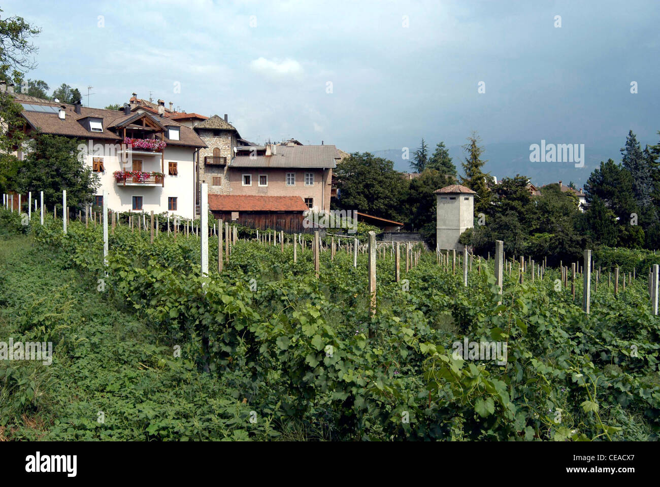 Vigneto di Termeno presso la strada del vino in Alto Adige. Foto Stock