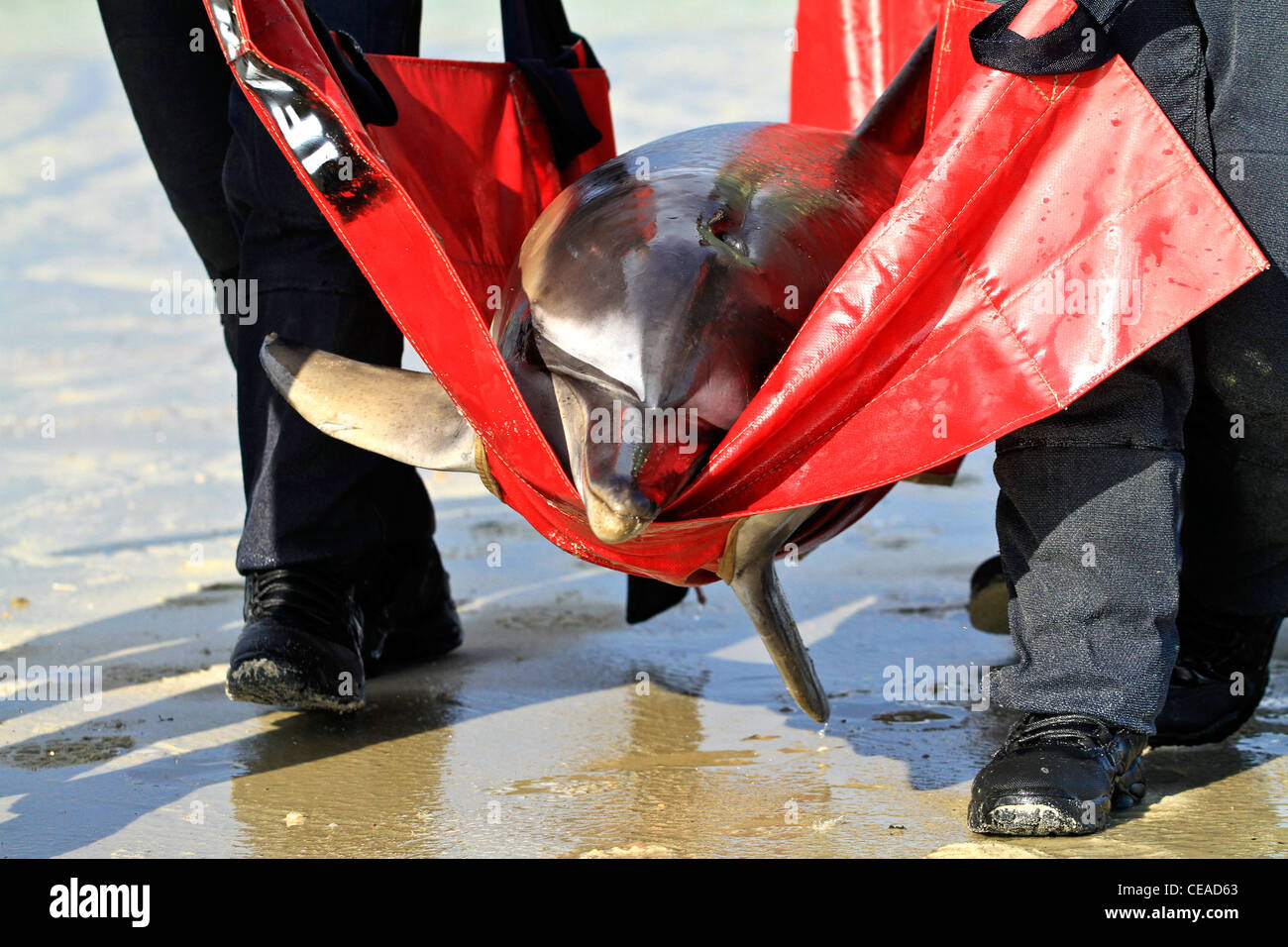 Filamento delfini comuni salvato su un Cape Cod beach in Brewster, Massachusetts. Cape dolphin arenamenti sono su questo inverno. Foto Stock
