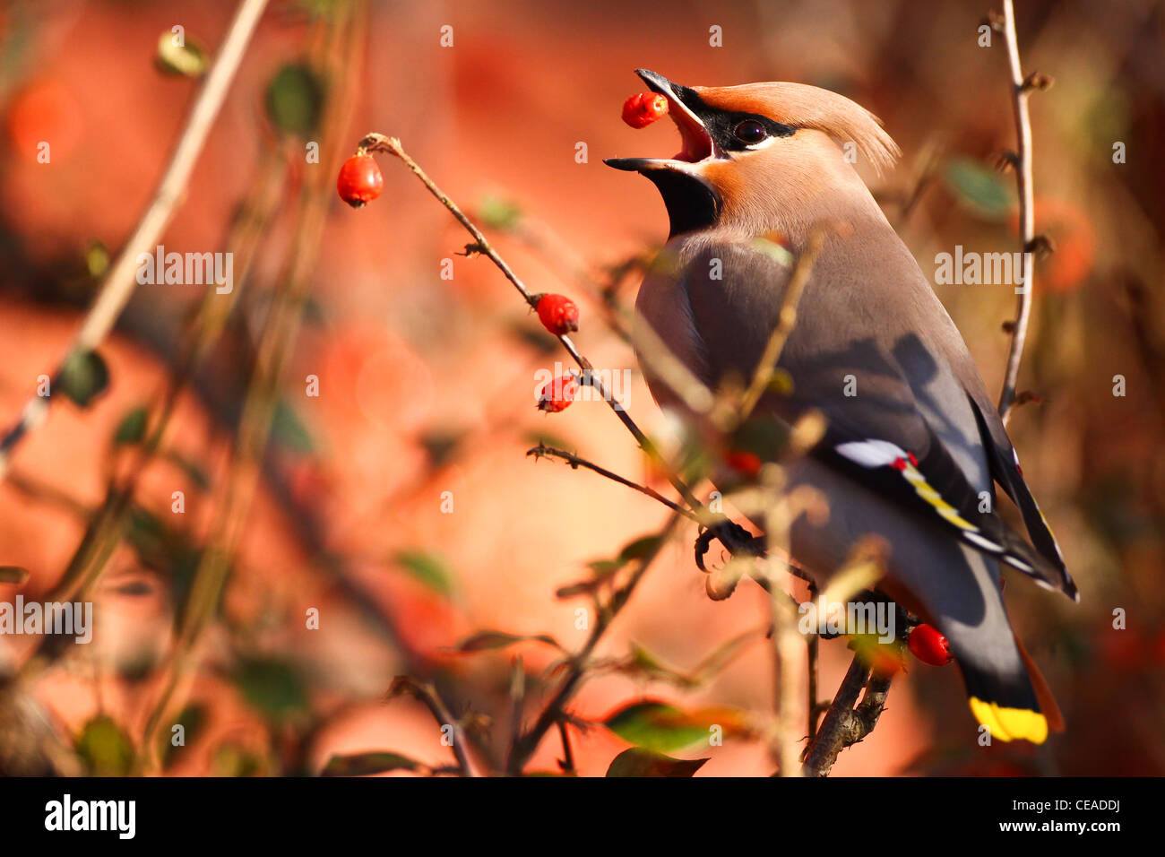 Waxwings Foto Stock