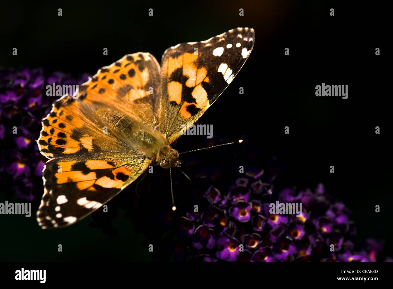 Signora verniciato o Vanessa cardui bere il nettare dai fiori di butterfly bush sul giorno di estate Foto Stock