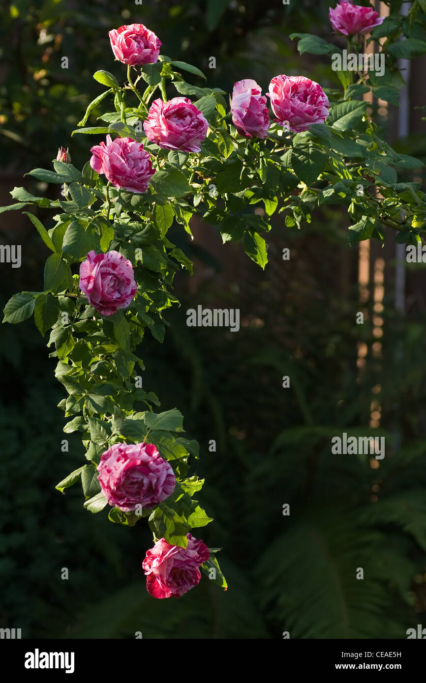 La succursale con molto profumata rose storico "Ferdinand Pichard' - bianco, rosa e rosso striped roses in serata sole Foto Stock