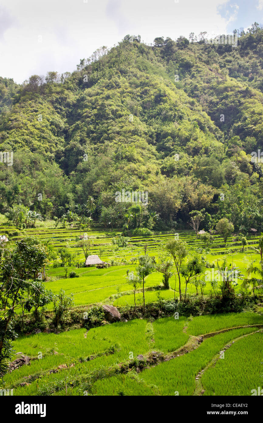 Terrazze di riso nella zona Culik di Bali Orientale, Indonesia. Foto Stock