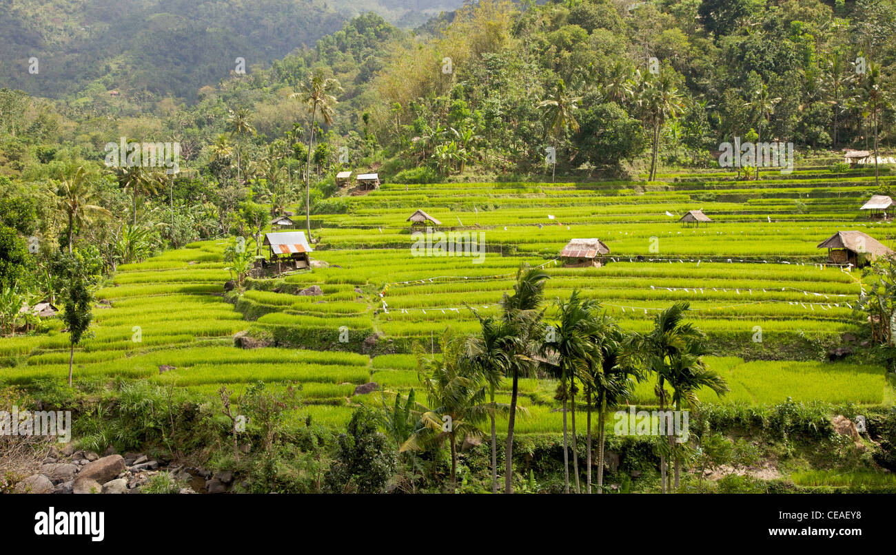 Terrazze di riso nella zona Culik di Bali Orientale, Indonesia. Foto Stock