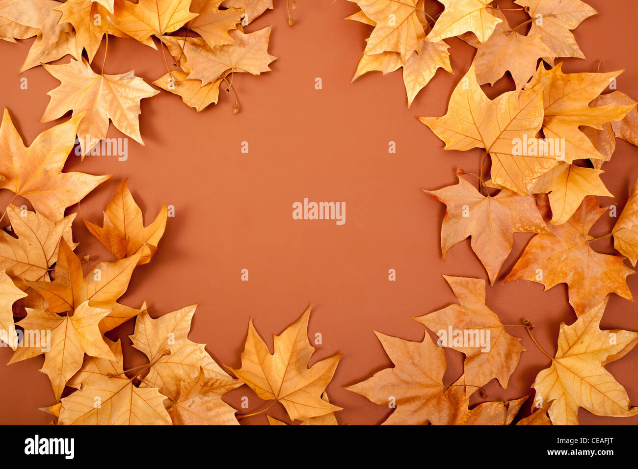 Decorazione di foglie di autunno sfondo Foto Stock