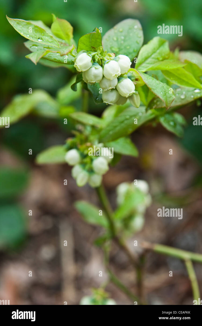 Un mirtillo impianto caricato con fiori in attesa di impollinazione. Foto Stock