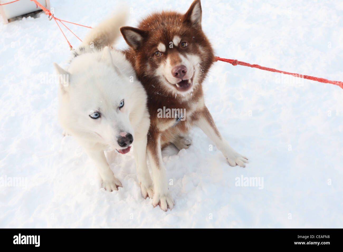 Due siberian husky tirando una slitta, orizzontale Foto Stock