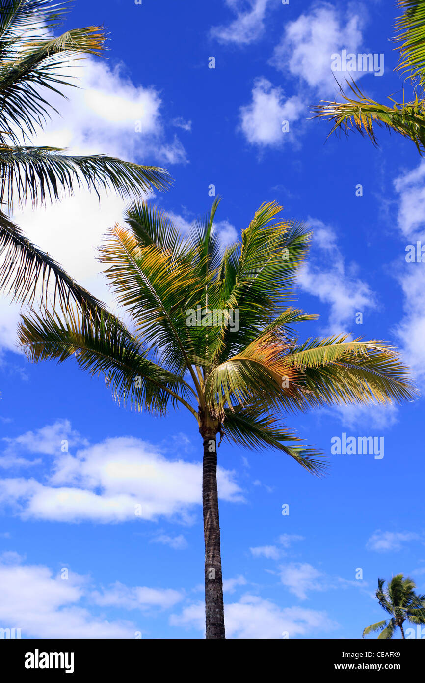 Le palme lungo la Esplanade di Cairns foreshore sono solo una delle sue attrazioni. Far North Queensland, Australia Foto Stock