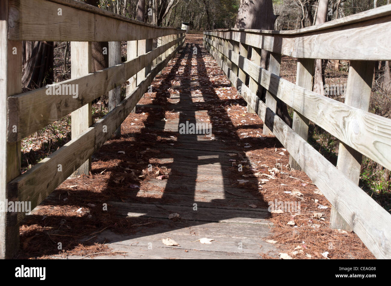 Piattaforma di legno che consente ai visitatori di raggiungere un fiume mainstream durante l'alluvione, Ichetucknee river, Florida, Stati Uniti, STATI UNITI D'AMERICA, Nort Foto Stock