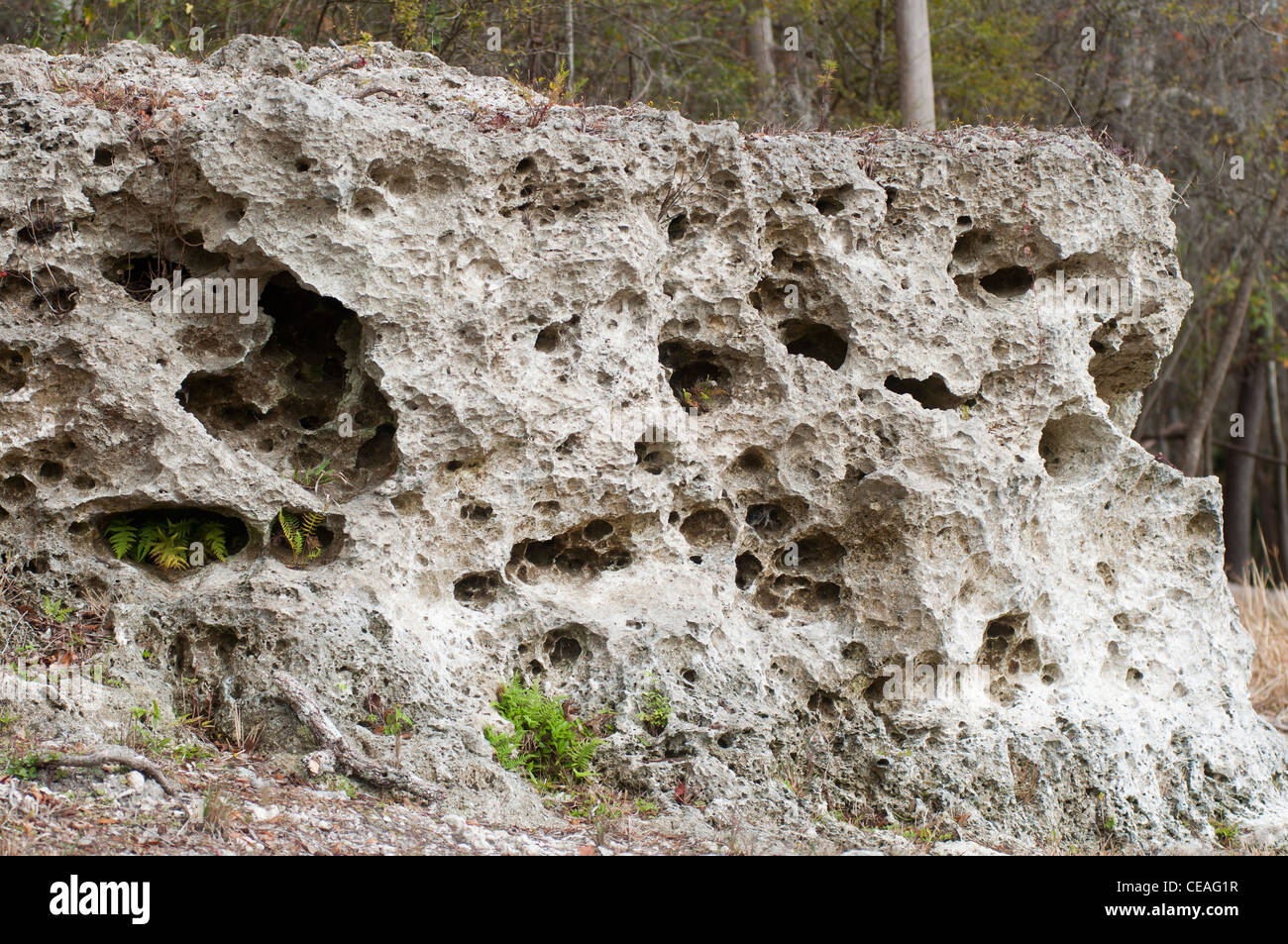 Ambiente carsico formazioni rocciose sulla banca del fiume Ichetucknee, Florida, Stati Uniti, STATI UNITI D'AMERICA, geologia Foto Stock