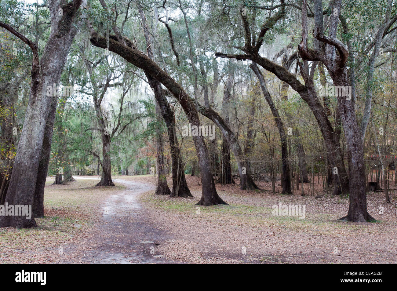 Vivere querce vicino a Santa Fe river, Quercus virginiana, Florida, Stati Uniti, STATI UNITI D'AMERICA Foto Stock