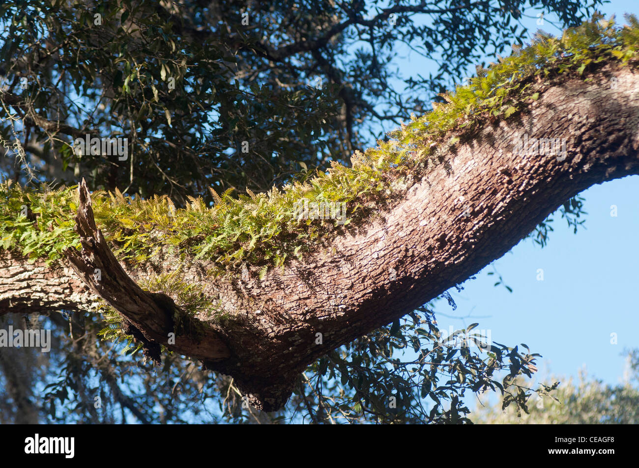 La risurrezione la felce, Pleopeltis polypodioides crescente sulla vita di querce Quercus virginiana, Florida, Stati Uniti, STATI UNITI D'AMERICA Foto Stock