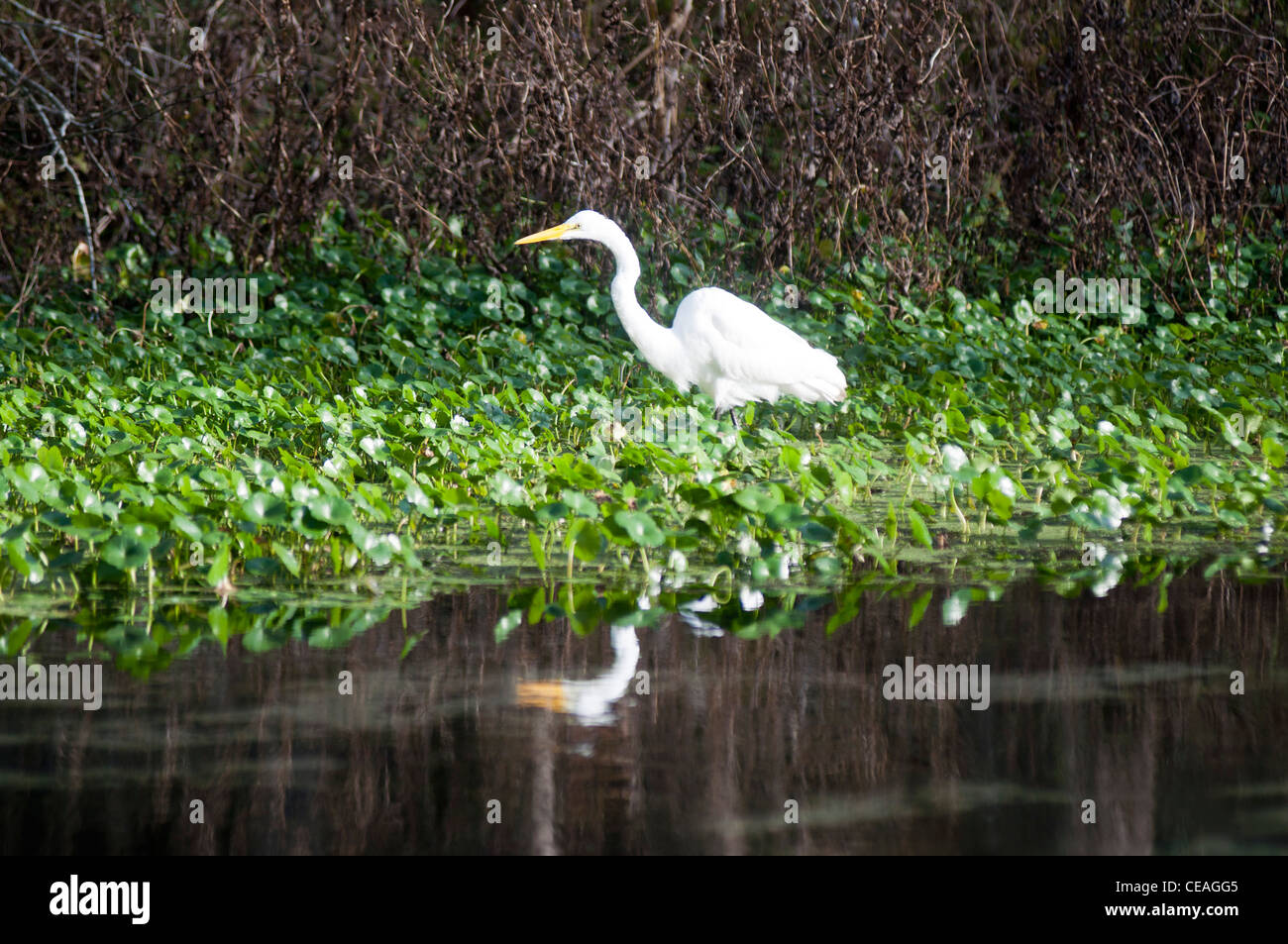 Airone bianco maggiore bird fallendo nel fiume Ichetucknee, Florida, Stati Uniti, Stati Uniti d'America, Nord America, grande airone bianco, Foto Stock