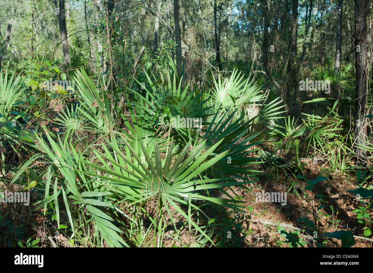 Saw palmetto, Serenoa repens, crescente selvatici in Devil's Millhopper geologico del parco statale, Gainesville, Florida, Stati Uniti, STATI UNITI D'AMERICA Foto Stock