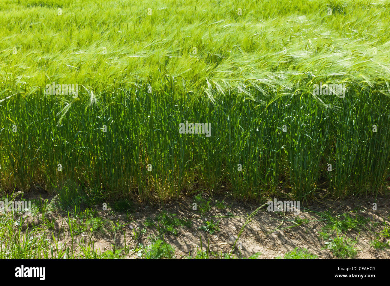 Colture di cereali agricoltura warwickshire Midlands England Regno Unito Foto Stock