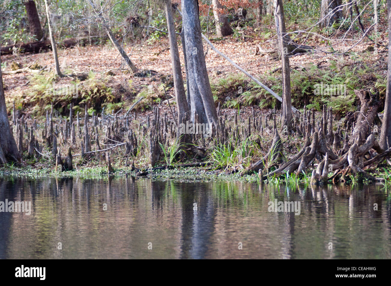 Cipresso calvo ginocchio tree, Taxodium distichum a Ichetucknee Springs State Park , Florida , Stati Uniti Foto Stock